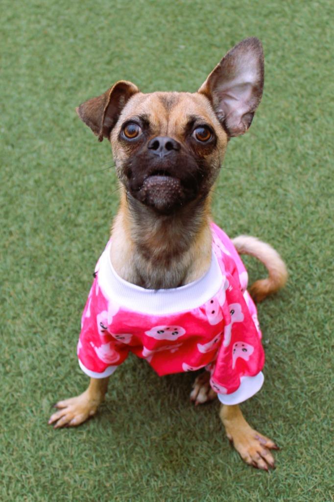 Enlarge Avaric, a Adoptable mixed breed in Gardena, CA image 5/6