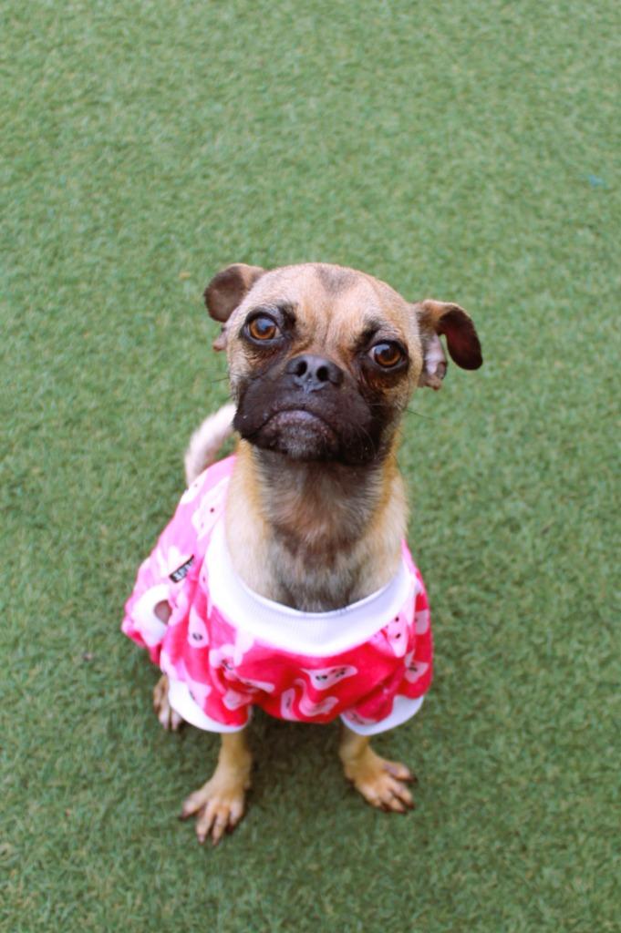 Enlarge Avaric, a Adoptable mixed breed in Gardena, CA image 6/6