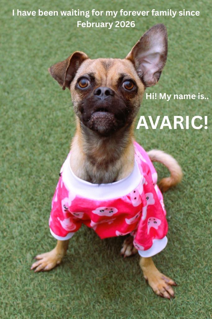 Enlarge Avaric, a Adoptable mixed breed in Gardena, CA image 6/6