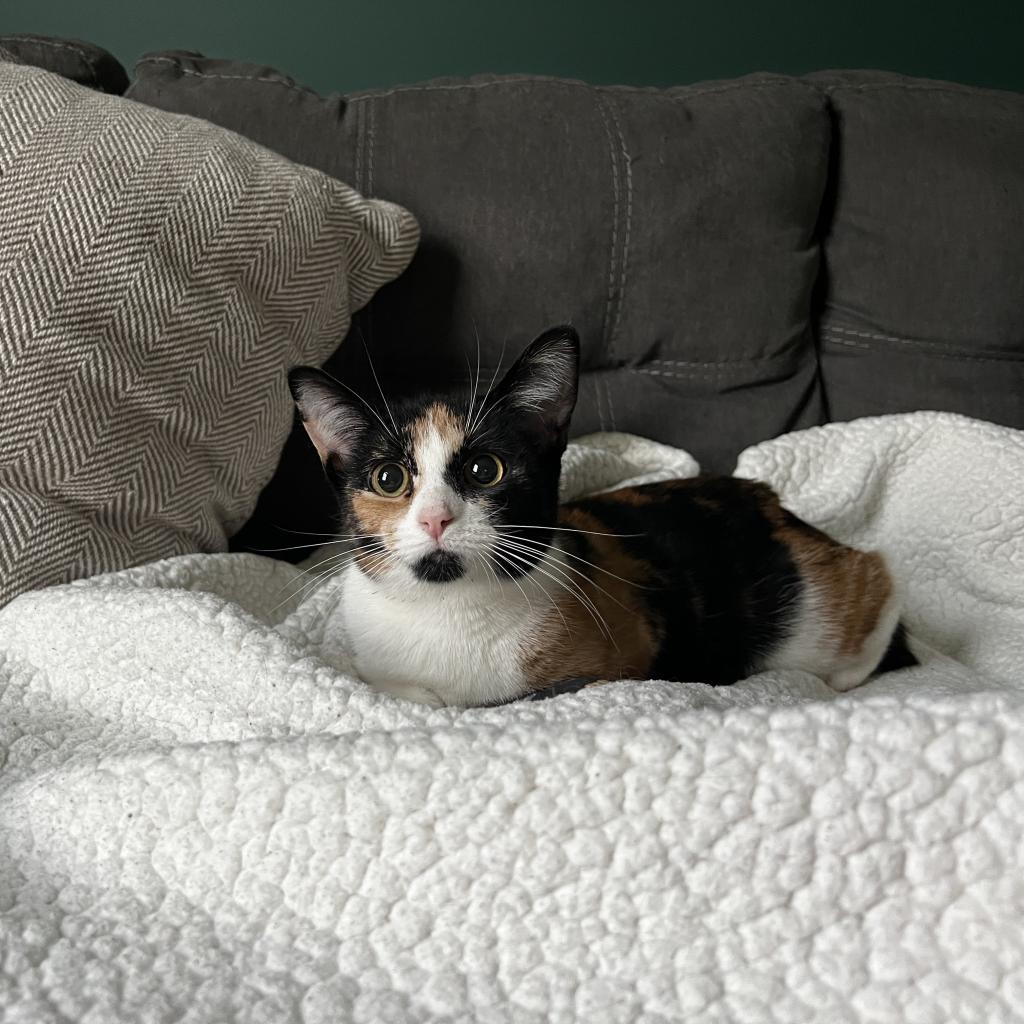 Lisa, Adoptable, Adult Female Domestic Short Hair.