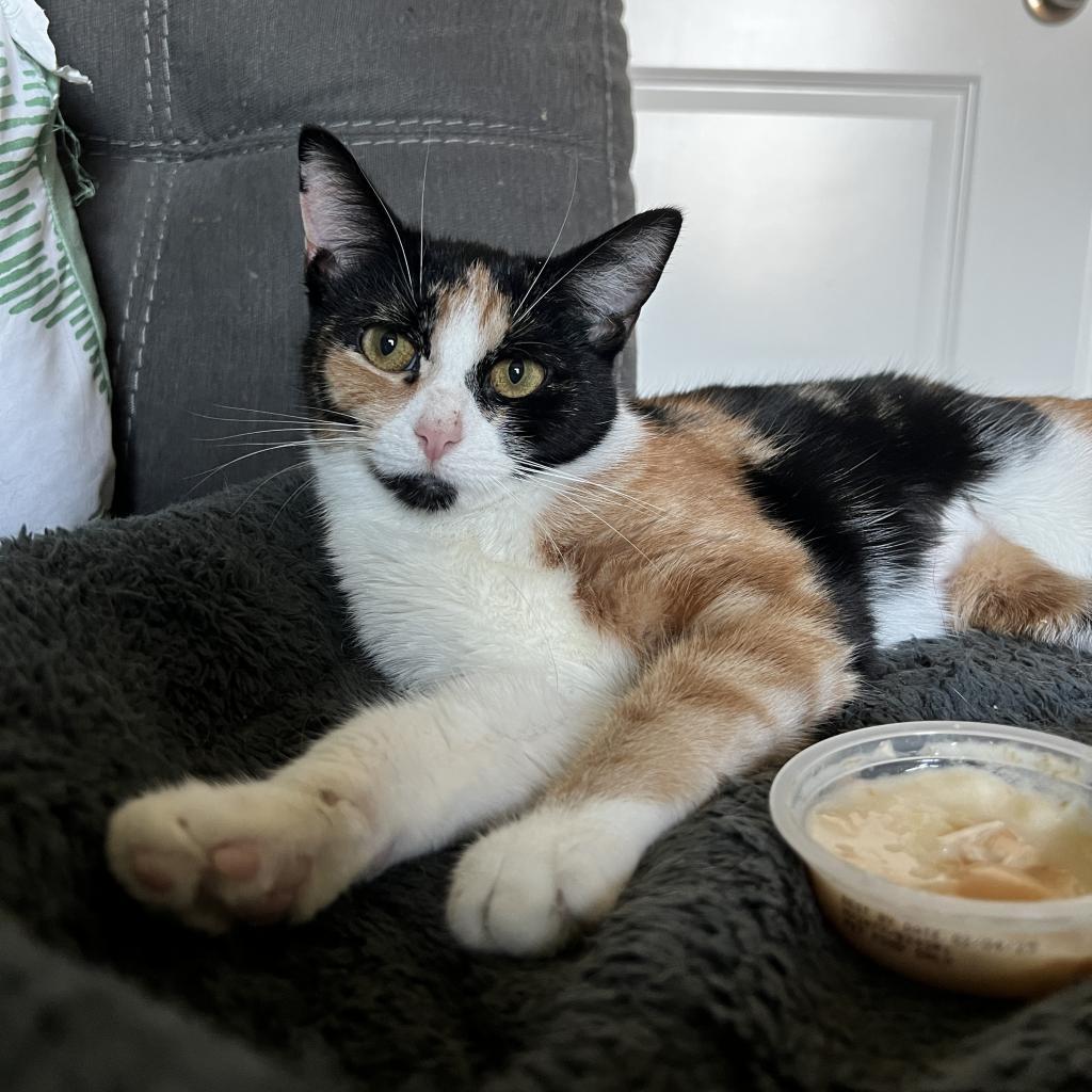 Lisa, a Adoptable Domestic Short Hair in Greenfield, IN image 2/2