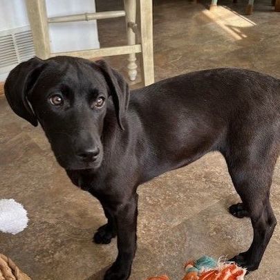 Sammy, Adopted, Puppy Female Labrador Retriever.