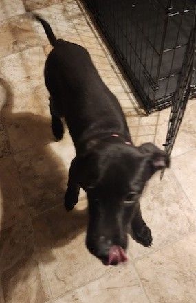 Enlarge Sammy, a Adopted mixed breed in Riverside, IA image 2/2