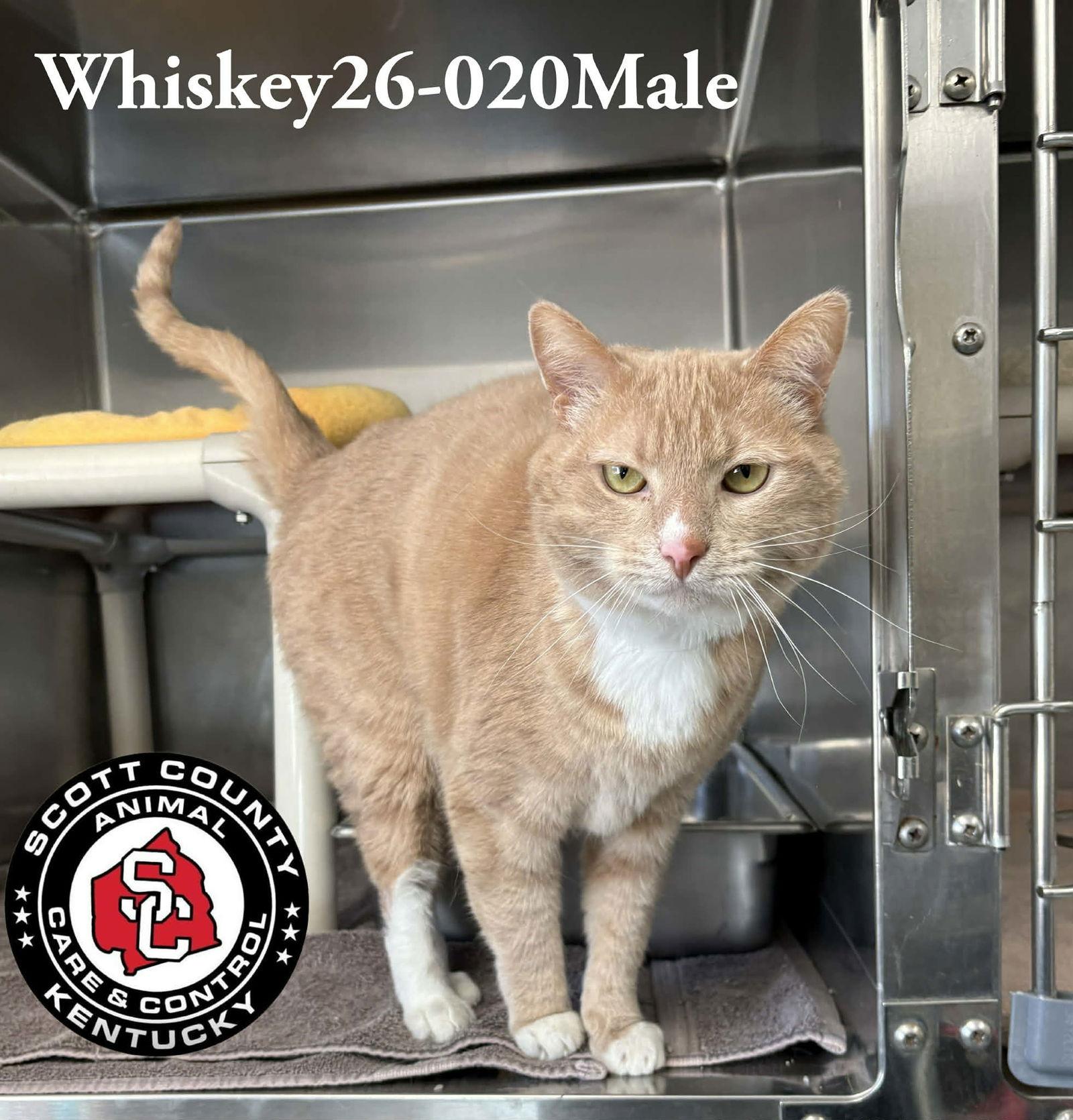 Whiskey, Adoptable, Adult Male Domestic Short Hair.