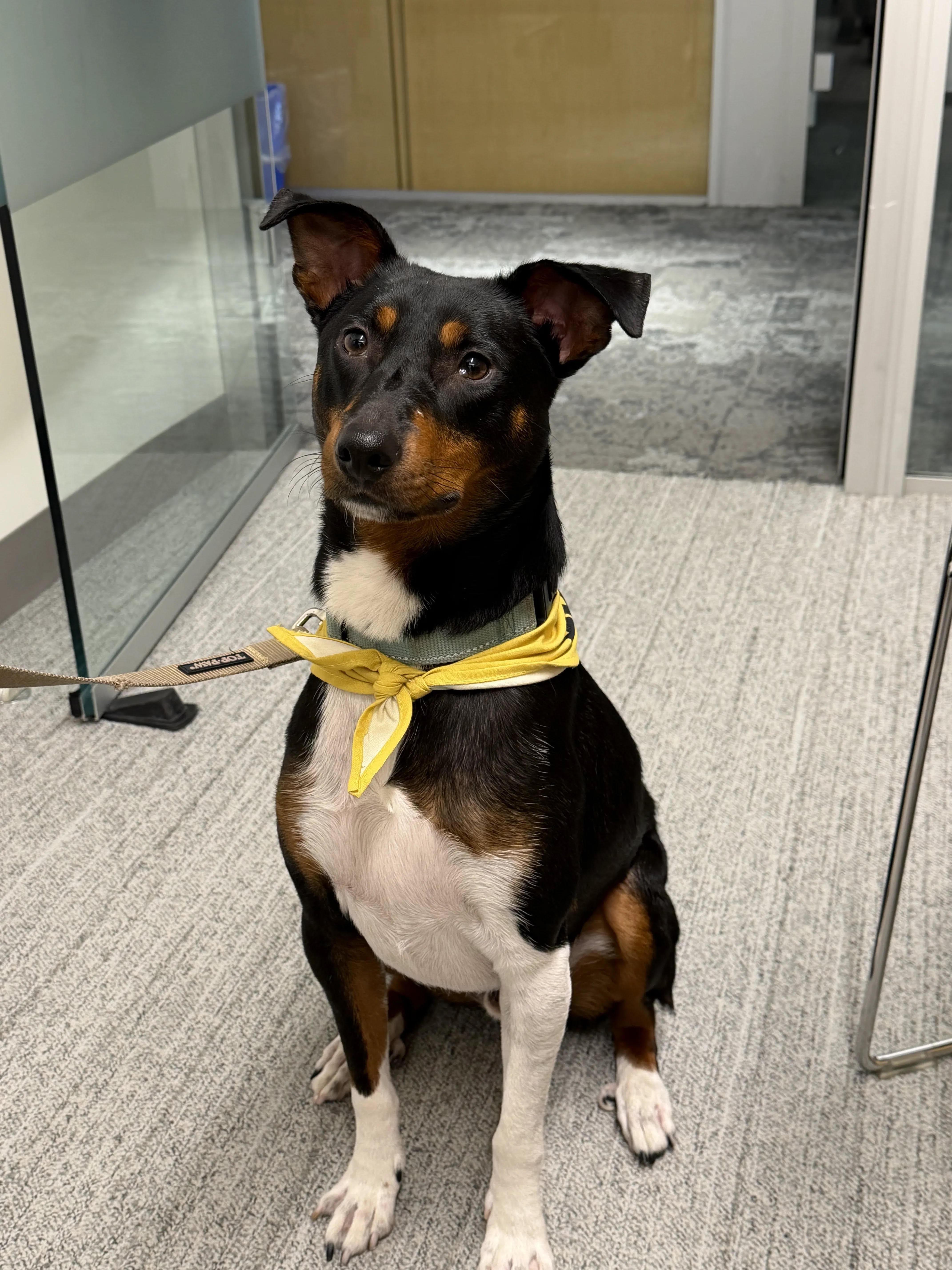 Enlarge Duke, a Adoptable mixed breed in New York, NY image 5/6