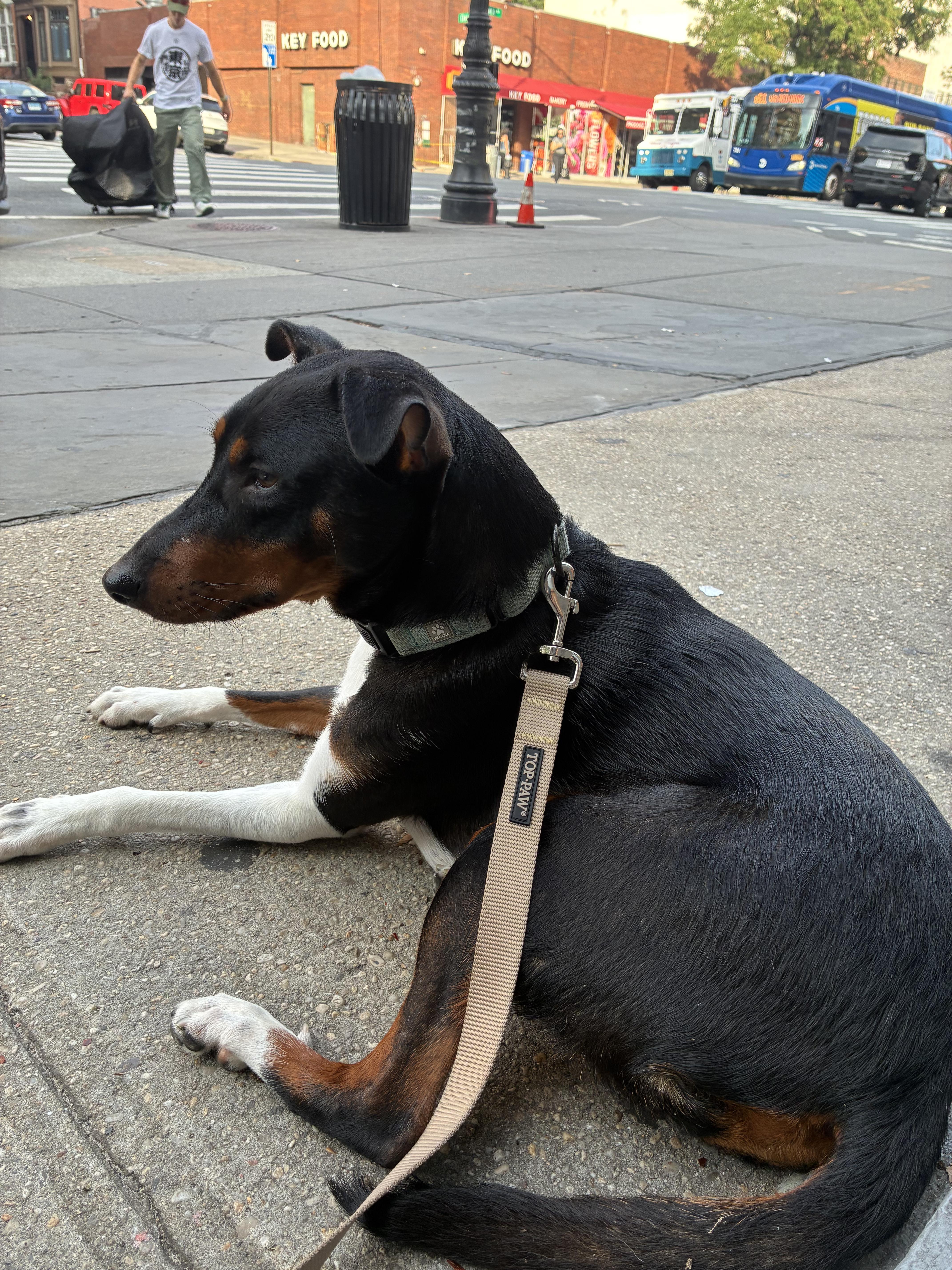 Enlarge Duke, a Adoptable mixed breed in New York, NY image 4/6