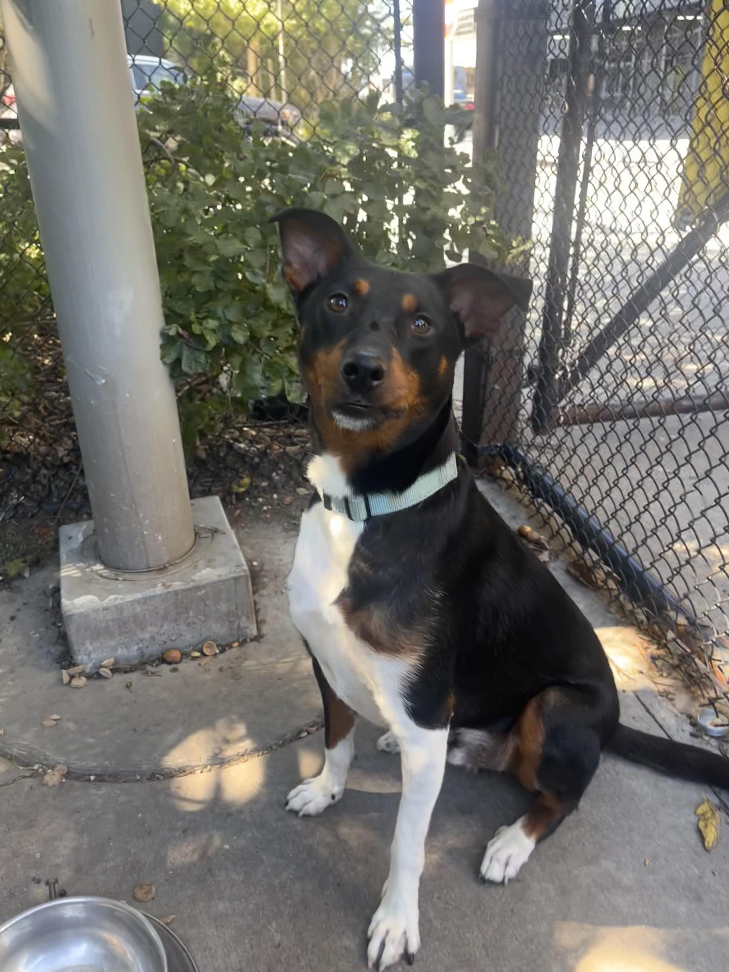 Duke, Adoptable, Young Male Shetland Sheepdog / Sheltie & Terrier.
