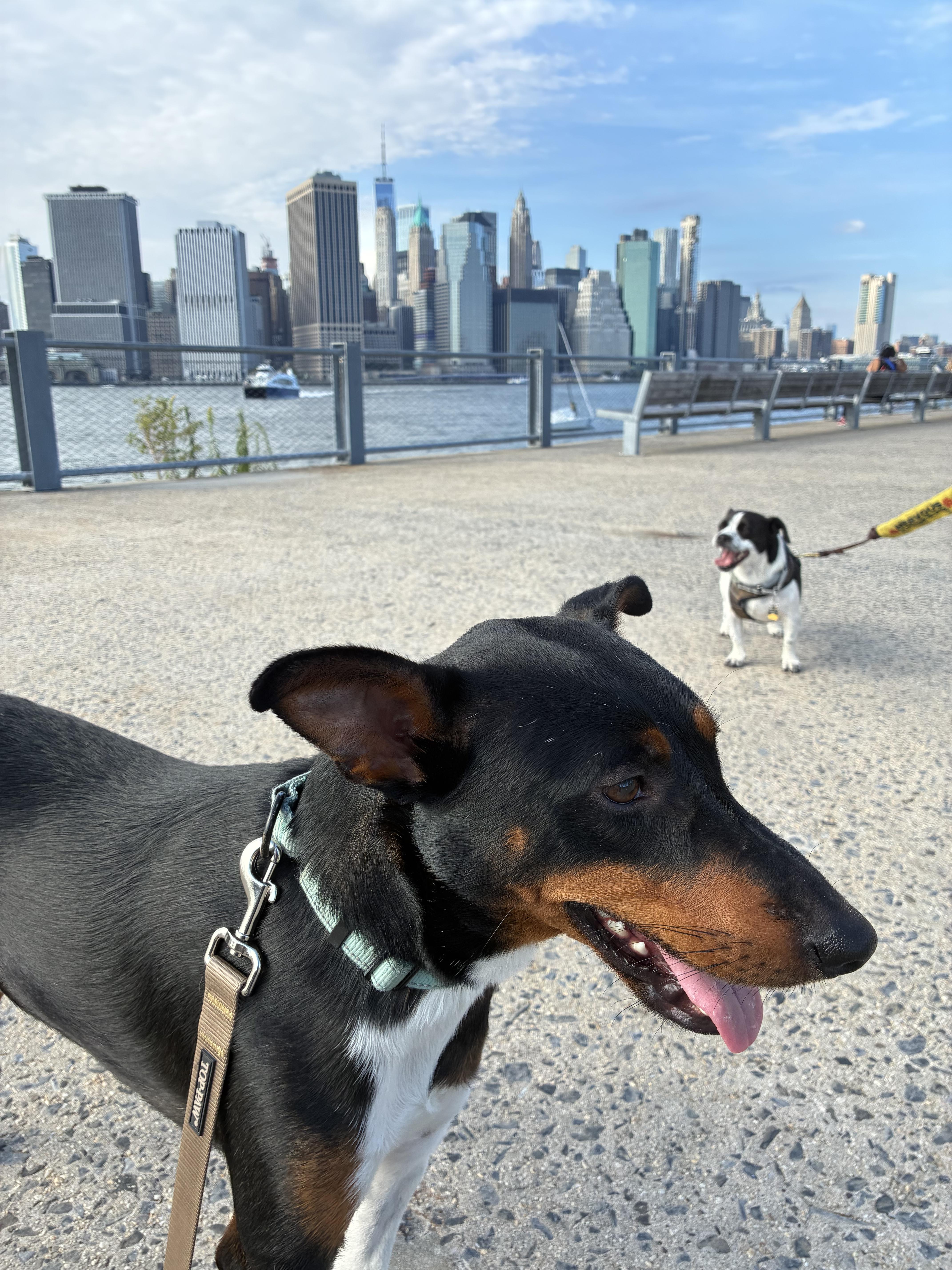 Enlarge Duke, a Adoptable mixed breed in New York, NY image 3/6