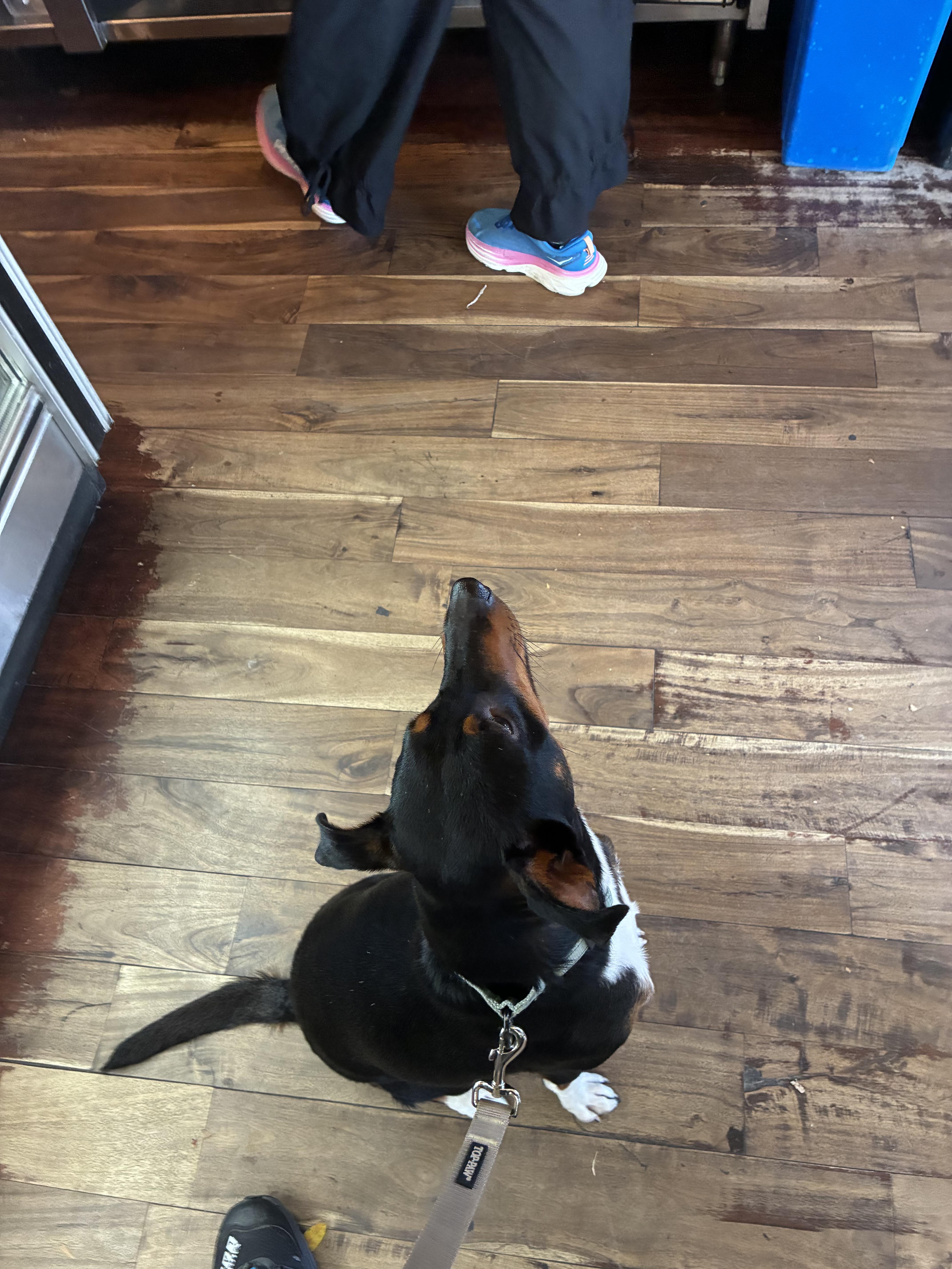 Enlarge Duke, a Adoptable mixed breed in New York, NY image 2/6