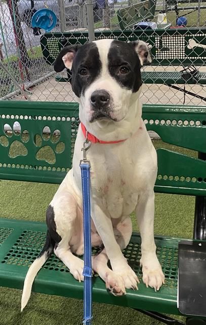 ALEJANDRO, Adoptable, Adult Male American Bulldog & Mixed Breed.