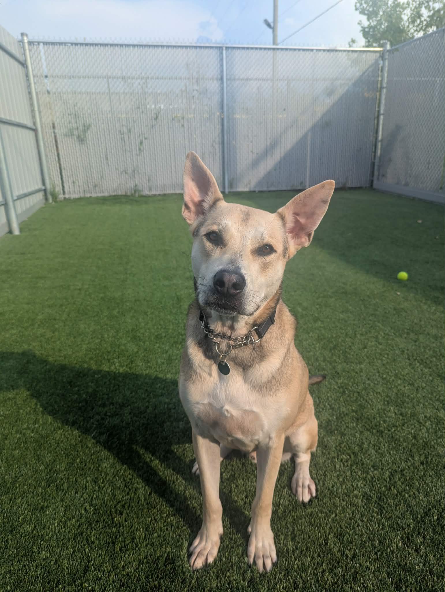 Enlarge Jax, a Adoptable mixed breed in Delson, QC image 1/1