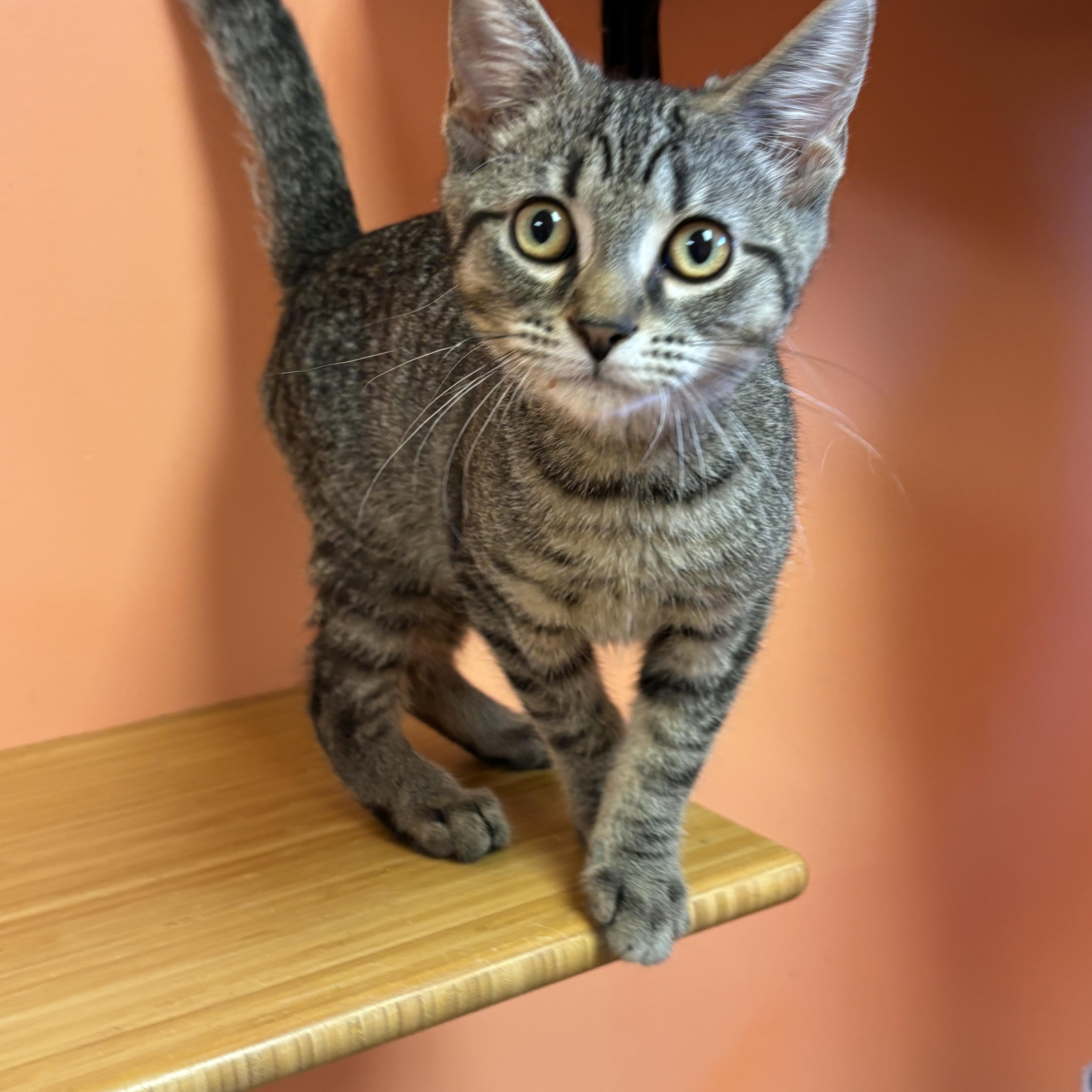 Courage, Adopted, Young Male Domestic Short Hair.