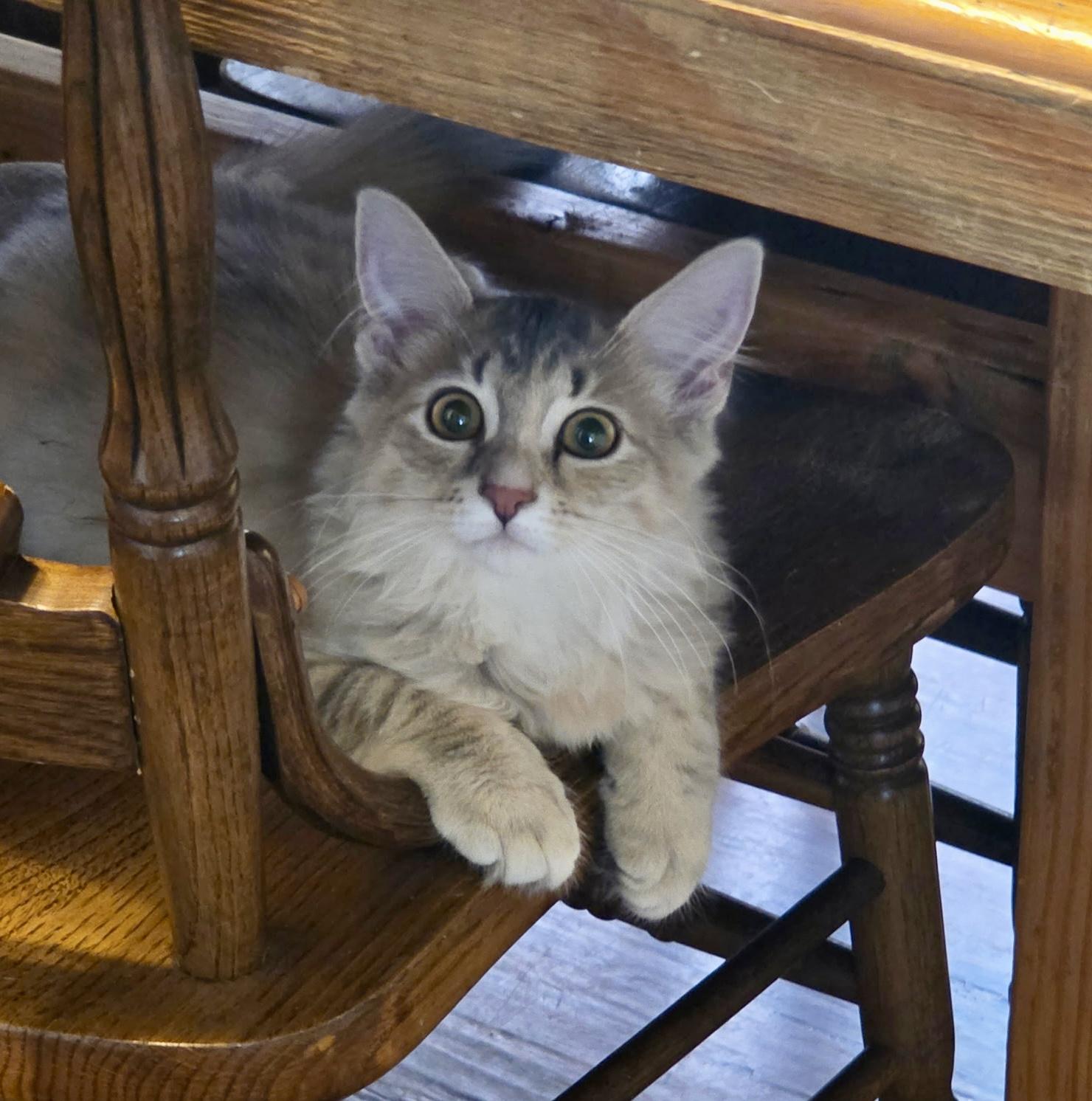 Tyner, adopted, Kitten Female Domestic Long Hair.