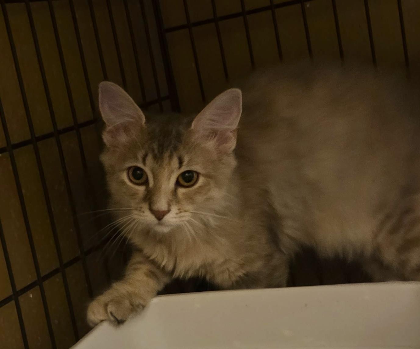 Enlarge Tyner, an adopted Domestic Long Hair in East Amherst, NY image 2/6