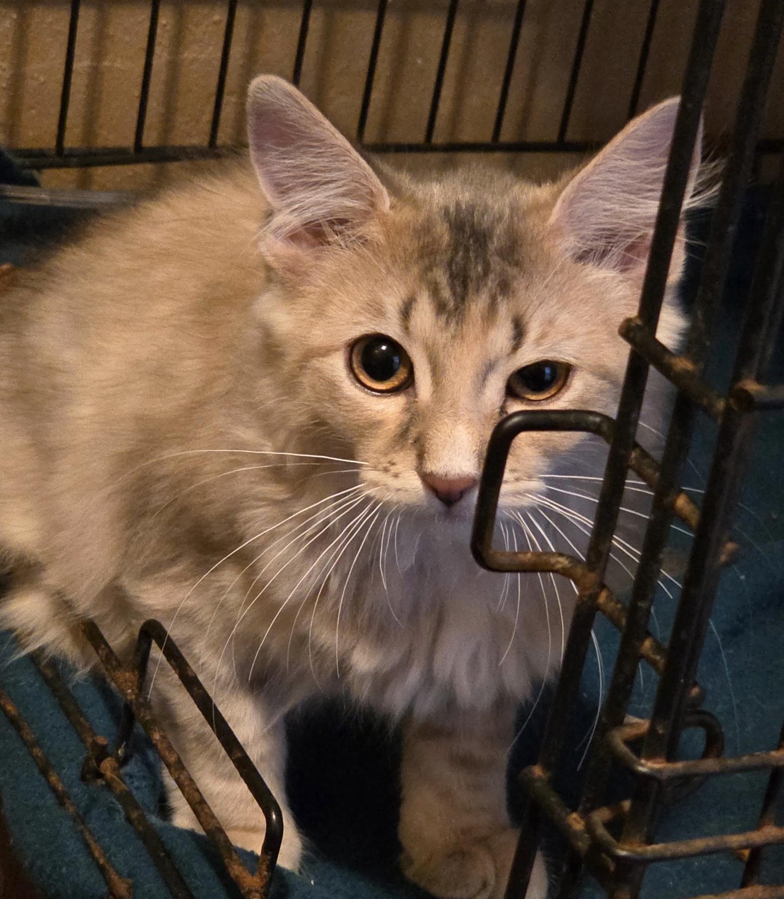 Enlarge Tyner, an adopted Domestic Long Hair in East Amherst, NY image 4/6