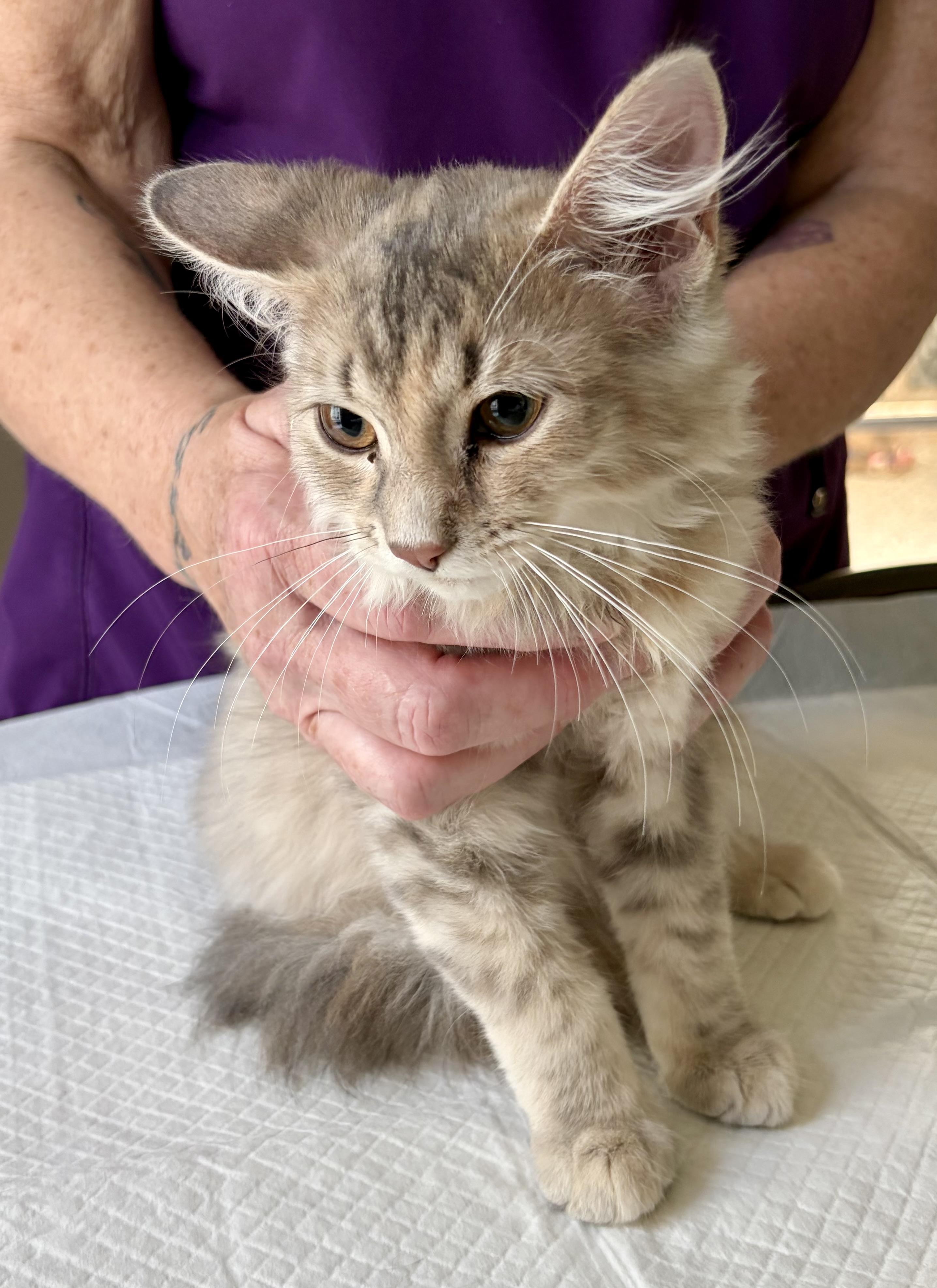 Enlarge Tyner, an adopted Domestic Long Hair in East Amherst, NY image 5/6