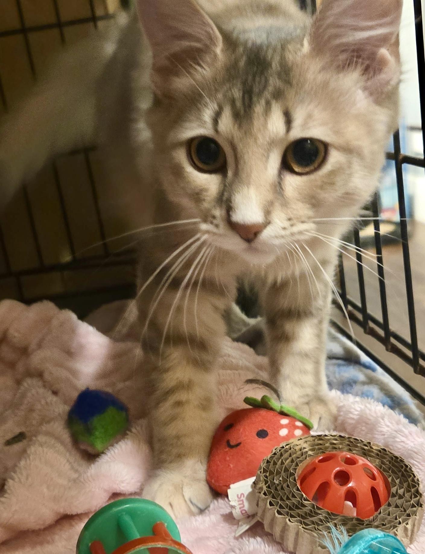 Enlarge Tyner, an adopted Domestic Long Hair in East Amherst, NY image 6/6