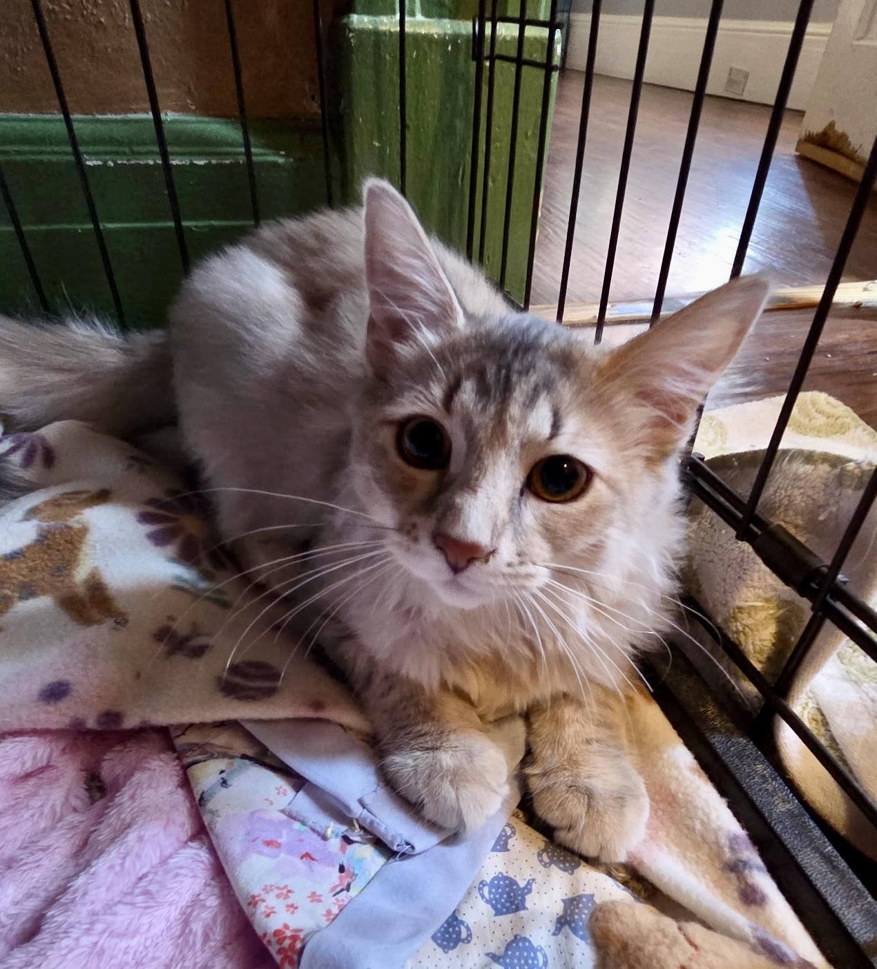 Enlarge Tyner, an adopted Domestic Long Hair in East Amherst, NY image 3/6