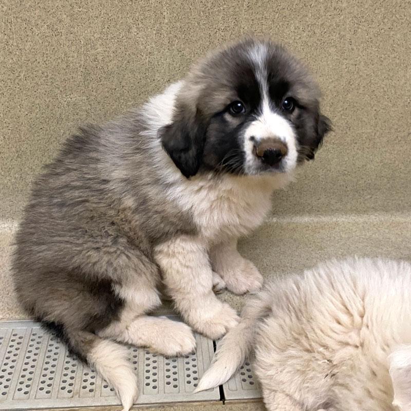 Enlarge Mira #22478, an adopted mixed breed in Monroe, GA image 1/1