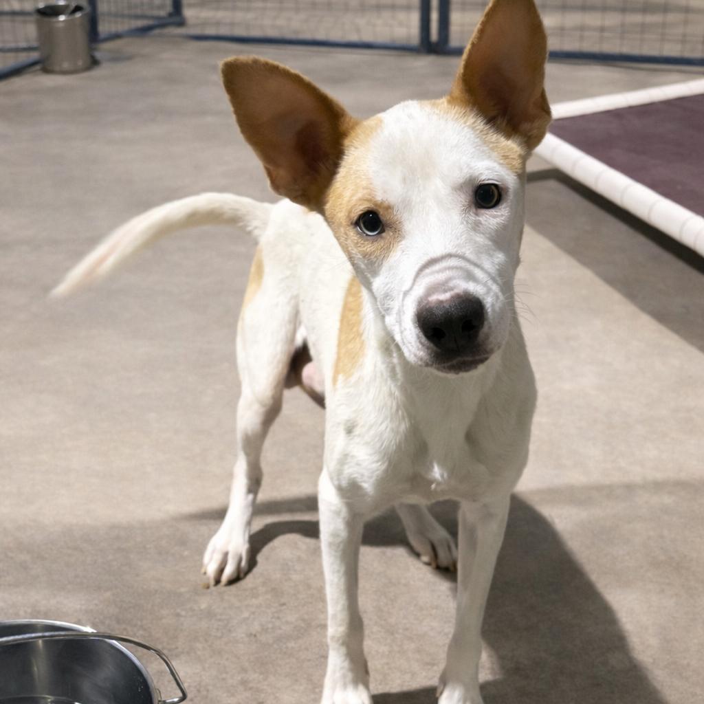 Enlarge Misty, a Adoptable mixed breed in Tulsa, OK image 1/2