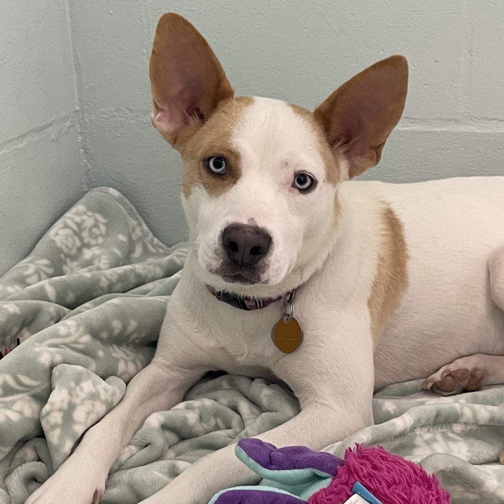 Misty, Adoptable, Adult Female Husky & Pointer.
