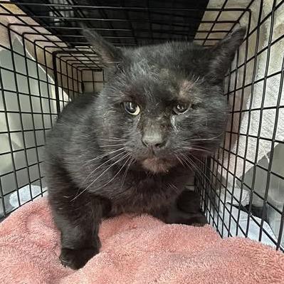 Enlarge Ernest: Regal Resident, Adoption Fees Waived!, a Adoptable Domestic Short Hair in Bristol, IN image 1/1