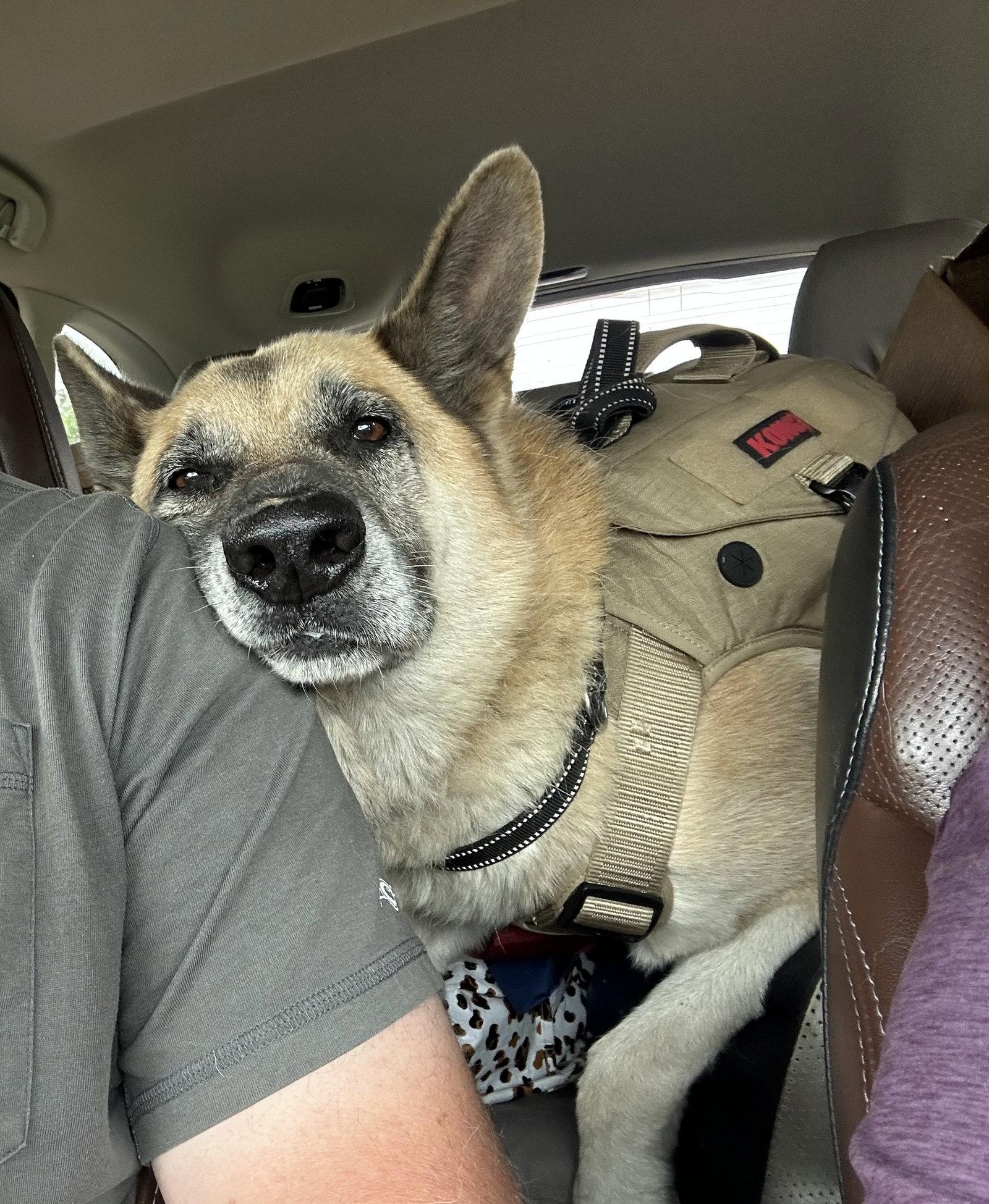 Oscar, a Adoptable German Shepherd Dog in Oxford, MS image 1/3