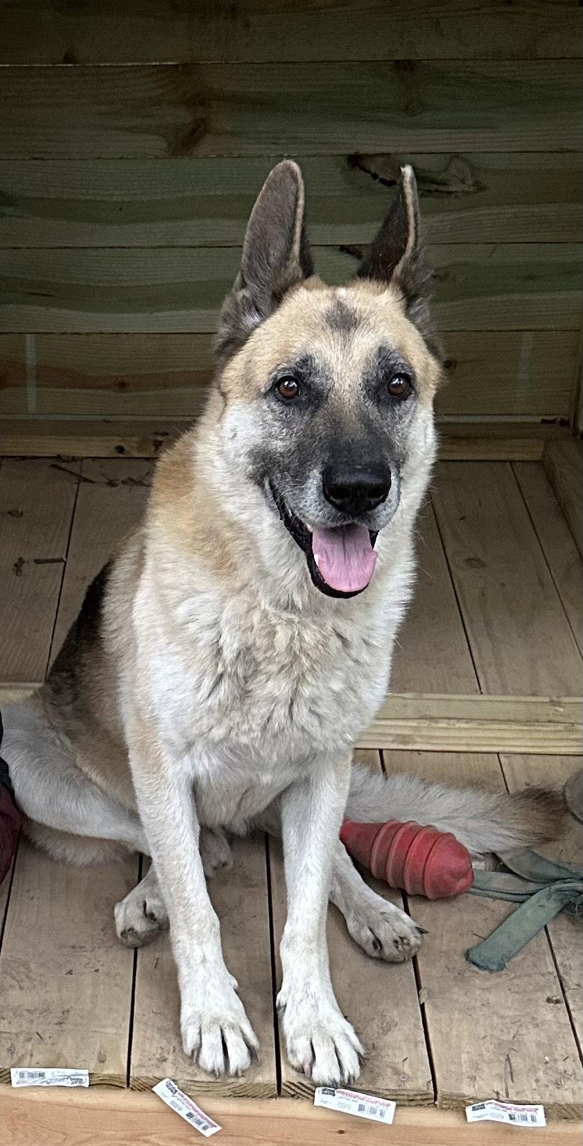 Oscar, a Adoptable German Shepherd Dog in Oxford, MS image 2/3