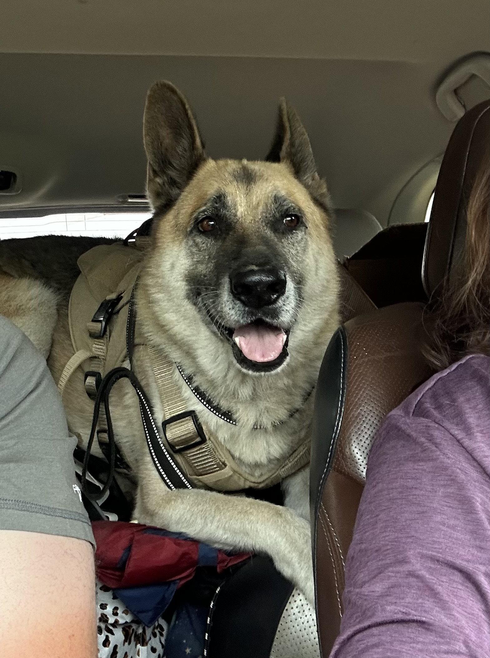Oscar, a Adoptable German Shepherd Dog in Oxford, MS image 3/3