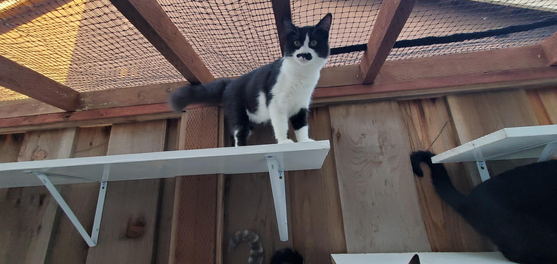 Enlarge Shamu, a Adoptable Domestic Long Hair in Salinas, CA image 1/1