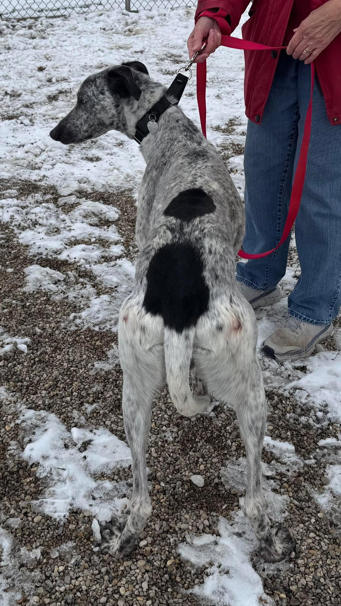 Enlarge Marshall, a ADOPTABLE mixed breed in Westerville, OH image 5/5