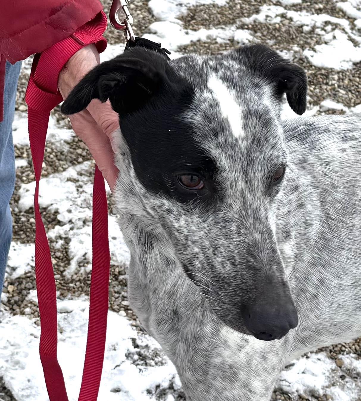 Enlarge Marshall, a ADOPTABLE mixed breed in Westerville, OH image 1/5