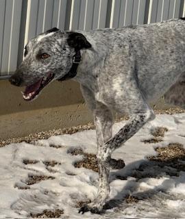 Enlarge Marshall, a ADOPTABLE mixed breed in Westerville, OH image 2/5