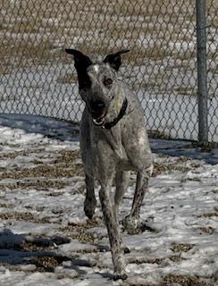 Enlarge Marshall, a ADOPTABLE mixed breed in Westerville, OH image 4/5