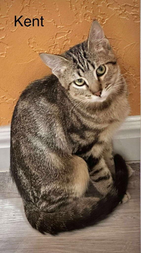 Enlarge Kent, a Adoptable Tabby in Saint George, UT image 1/6