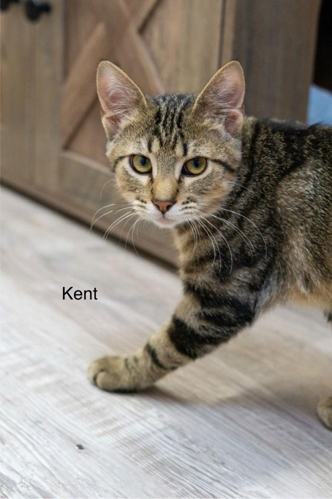 Enlarge Kent, a Adoptable Tabby in Saint George, UT image 3/6