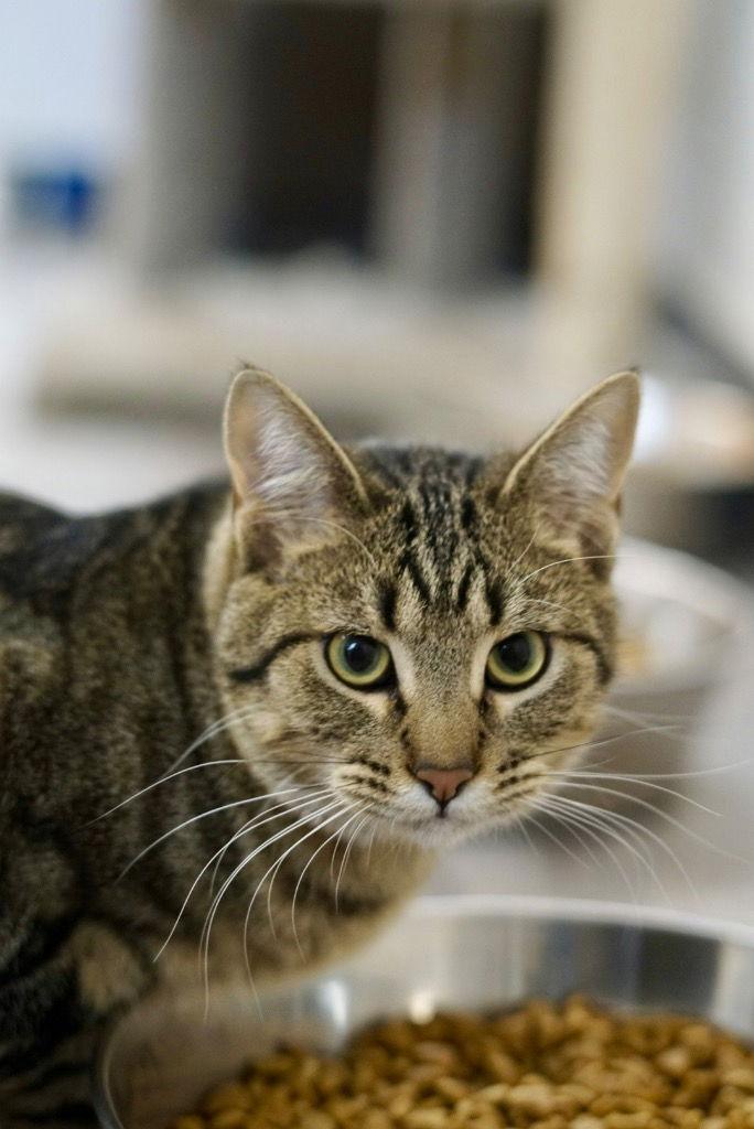 Enlarge Kent, a Adoptable Tabby in Saint George, UT image 2/3