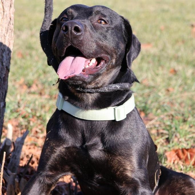 Goshen, Adoptable, Adult Male Mixed Breed.