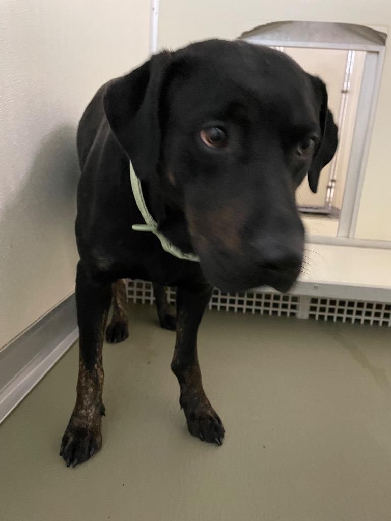 Enlarge Goshen, a Adoptable mixed breed in Columbia, TN image 1/1