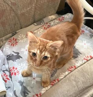 Enlarge Mikey, a Adopted Domestic Medium Hair in Mobile, AL image 1/3