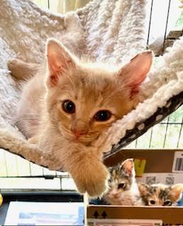 Enlarge Mikey, a Adopted Domestic Medium Hair in Mobile, AL image 2/3