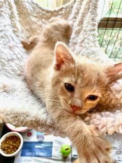 Enlarge Mikey, a Adopted Domestic Medium Hair in Mobile, AL image 3/3