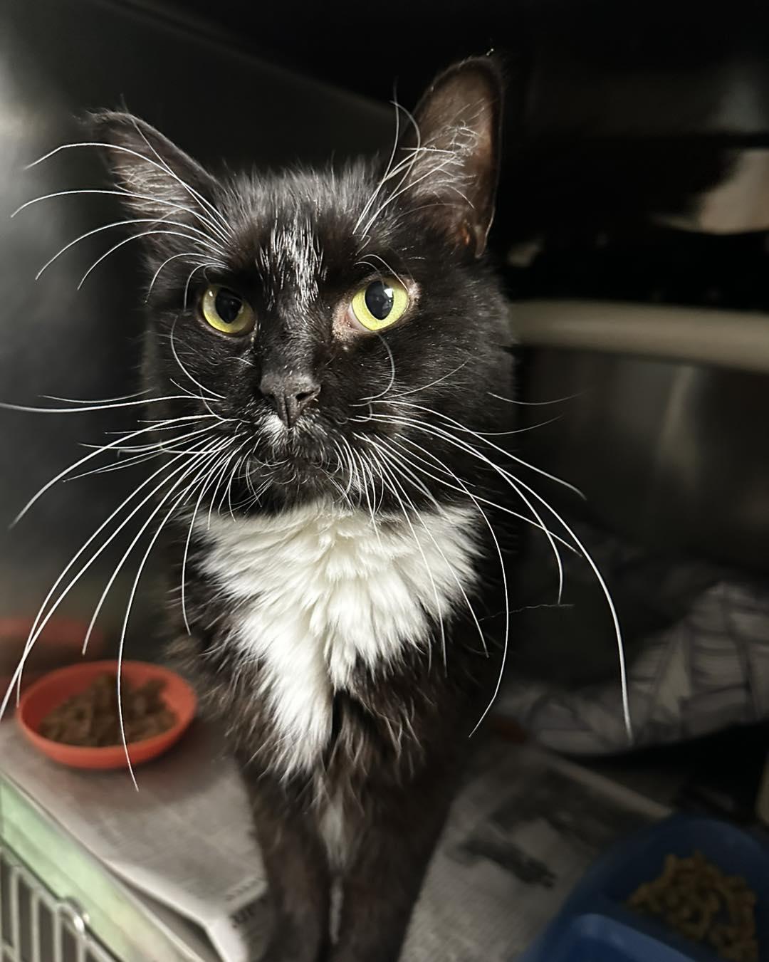 Enlarge Mr. Beans, a ADOPTABLE Domestic Long Hair in North Myrtle Beach, SC image 4/6