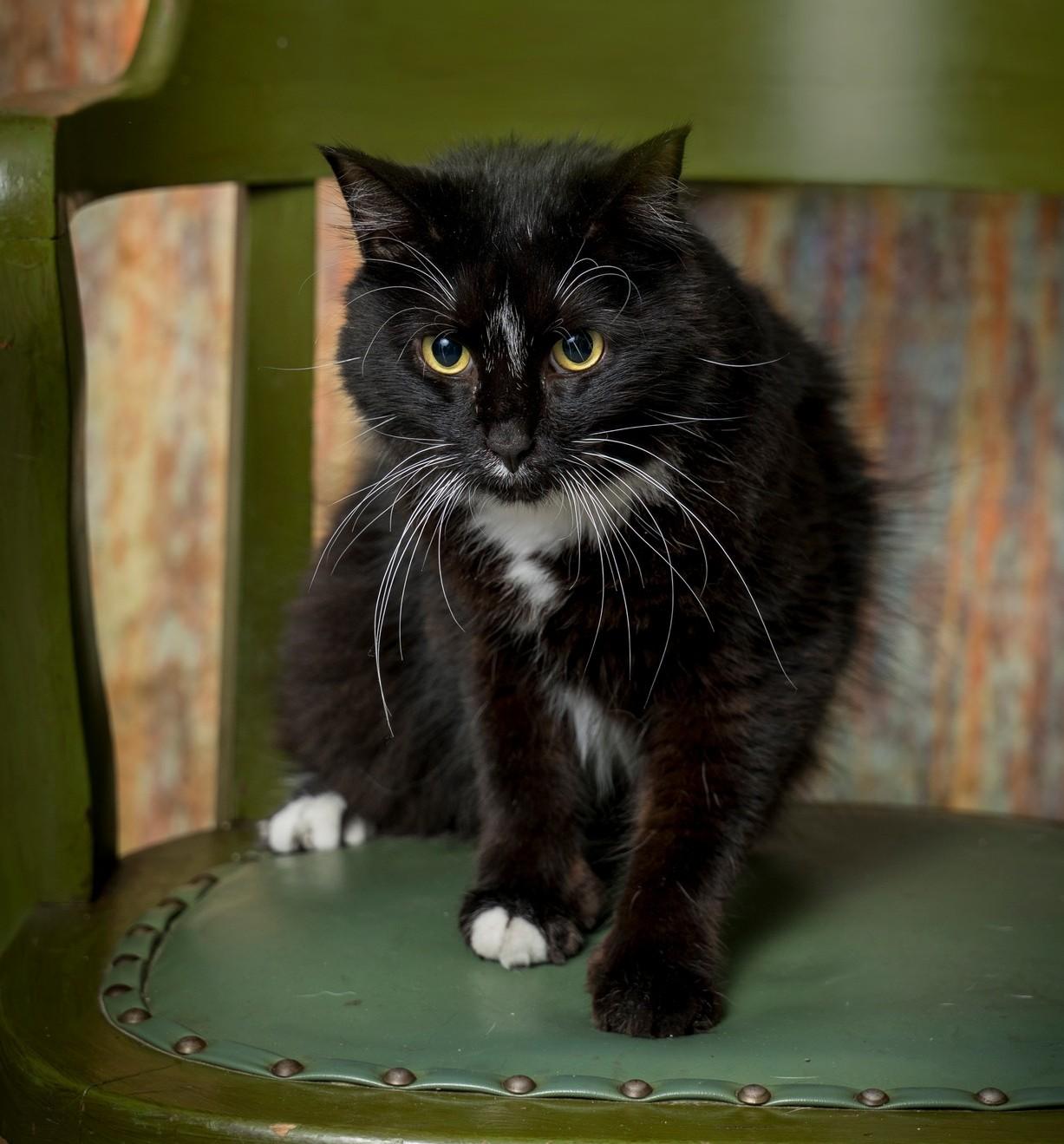 Mr. Beans, ADOPTABLE, Adult Male Domestic Long Hair.