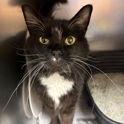 Enlarge Mr. Beans, a ADOPTABLE Domestic Long Hair in North Myrtle Beach, SC image 2/6