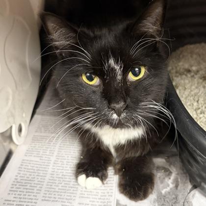 Enlarge Mr. Beans, a ADOPTABLE Domestic Long Hair in North Myrtle Beach, SC image 4/6