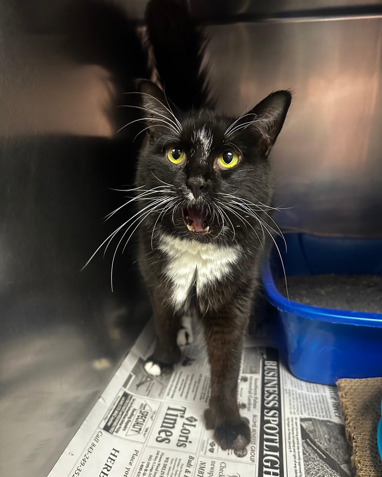 Enlarge Mr. Beans, a ADOPTABLE Domestic Long Hair in North Myrtle Beach, SC image 3/6