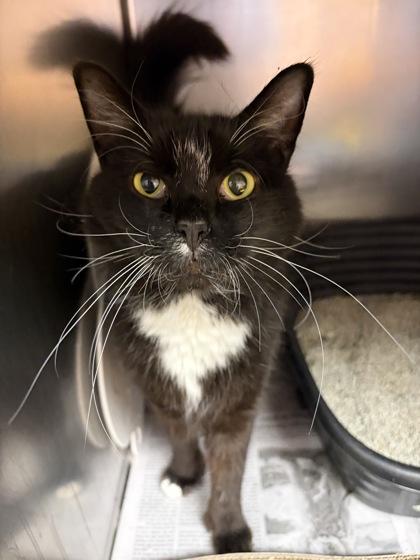 Enlarge Mr. Beans, a ADOPTABLE Domestic Long Hair in North Myrtle Beach, SC image 6/6