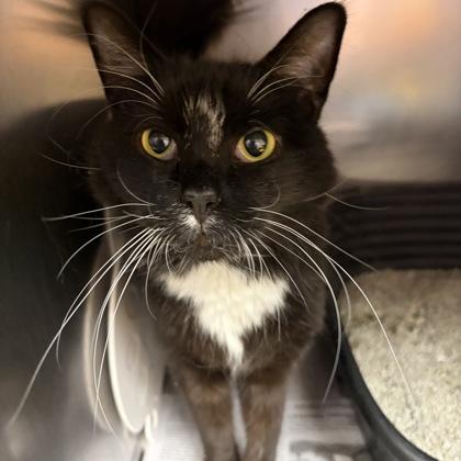 Enlarge Mr. Beans, a ADOPTABLE Domestic Long Hair in North Myrtle Beach, SC image 5/6