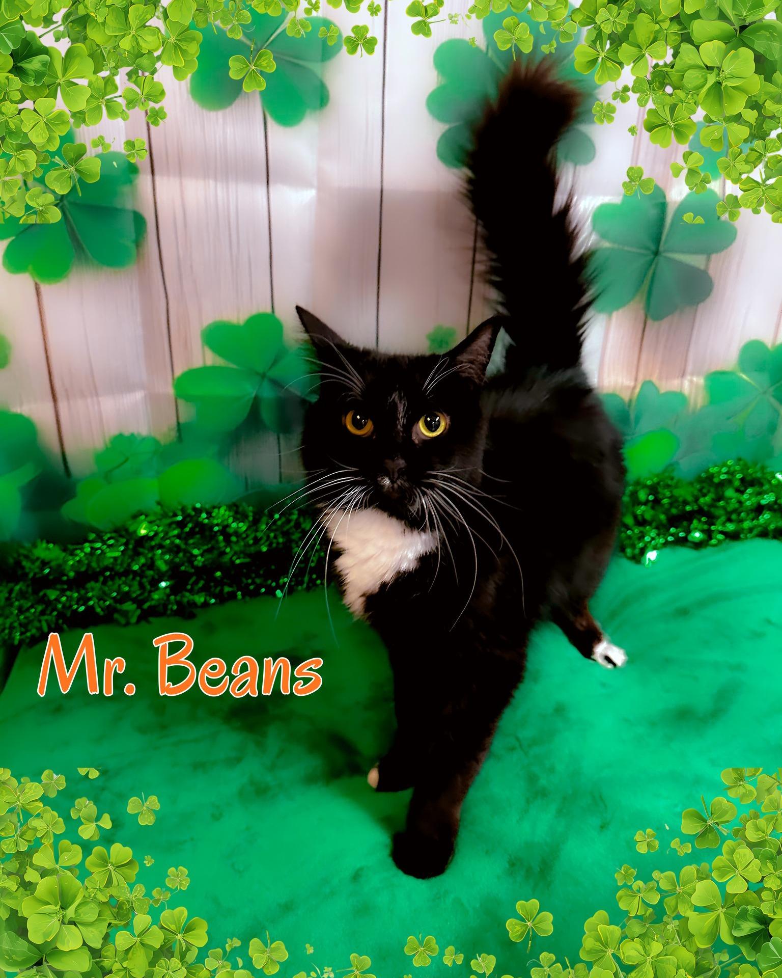 Enlarge Mr. Beans, a ADOPTABLE Domestic Long Hair in North Myrtle Beach, SC image 3/6